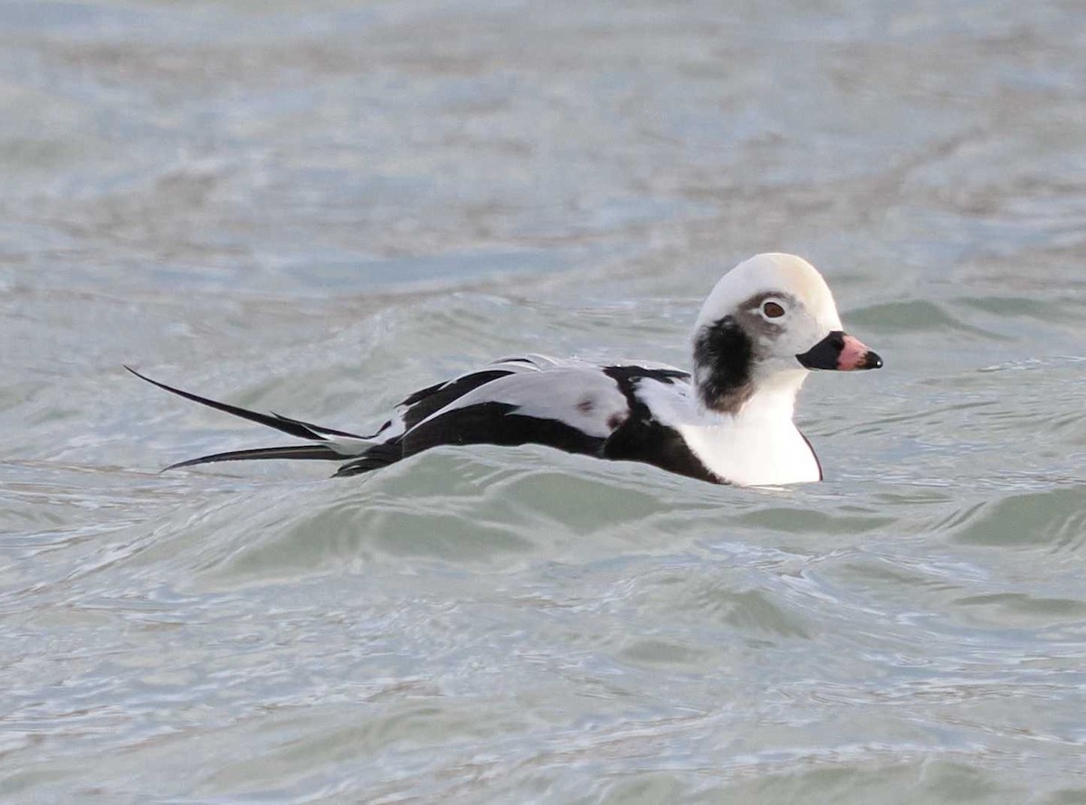 ברווז קרח - ML646596270