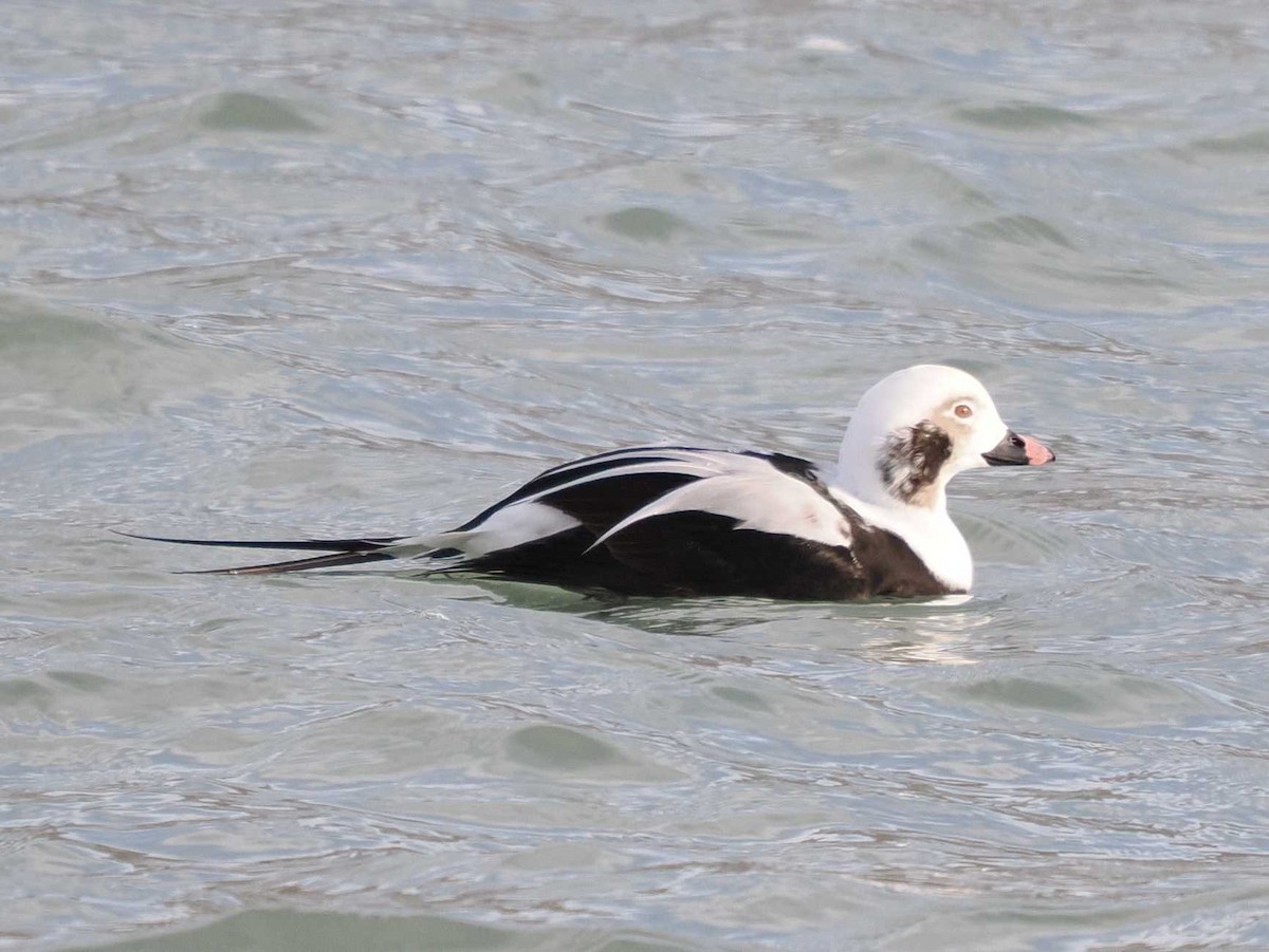 ברווז קרח - ML646596271