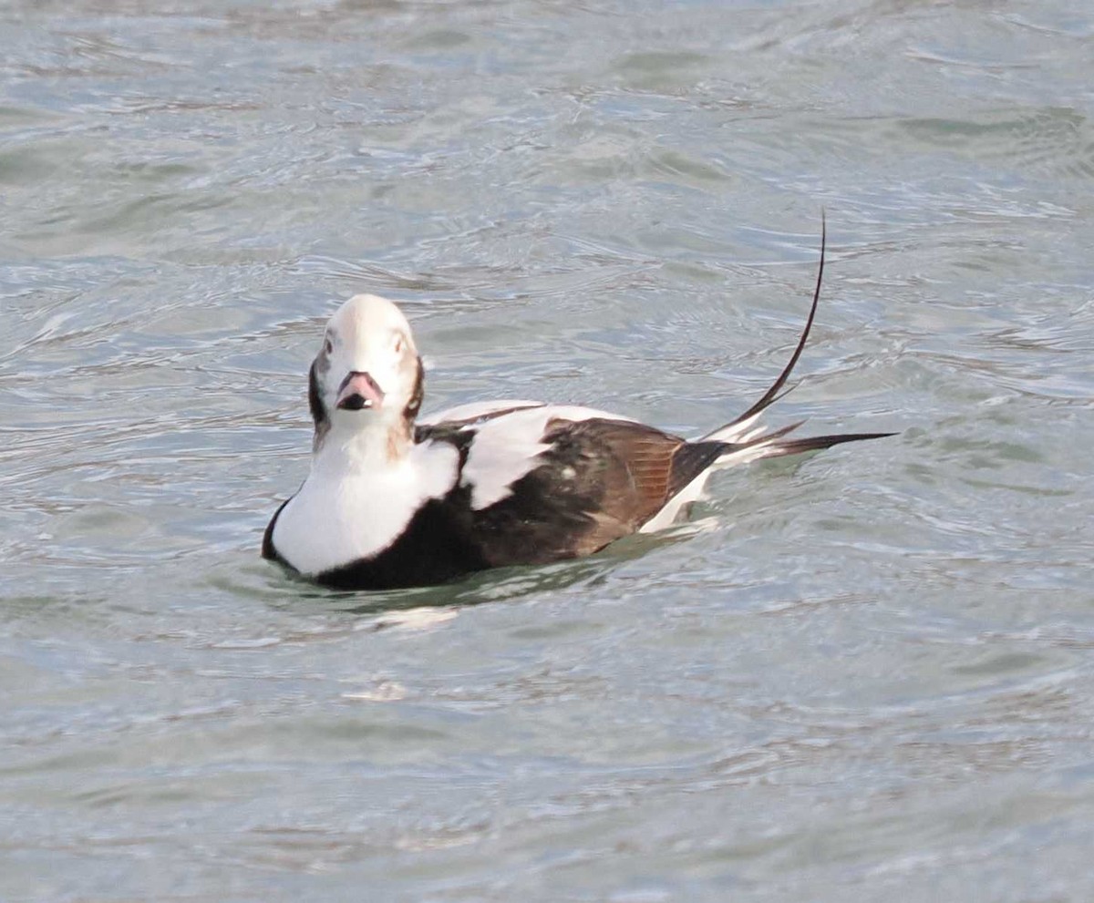 ברווז קרח - ML646596272