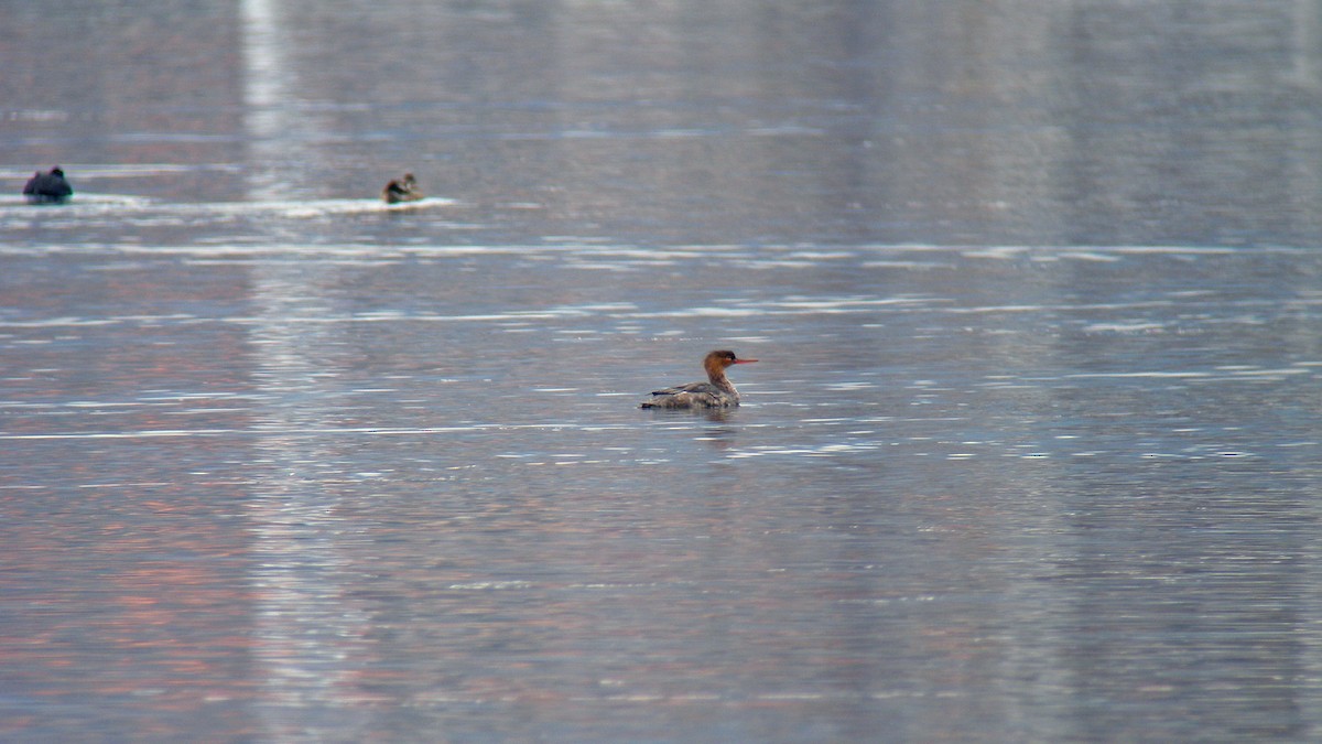 ウミアイサ - ML646596274