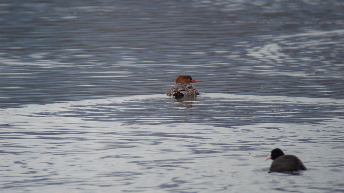 ウミアイサ - ML646596275