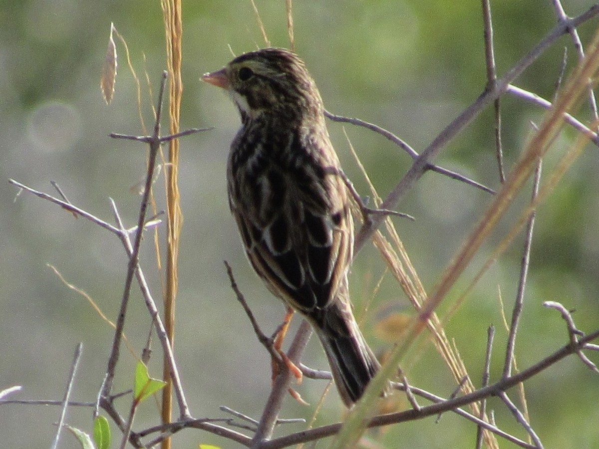 Savannah Sparrow - ML646596277