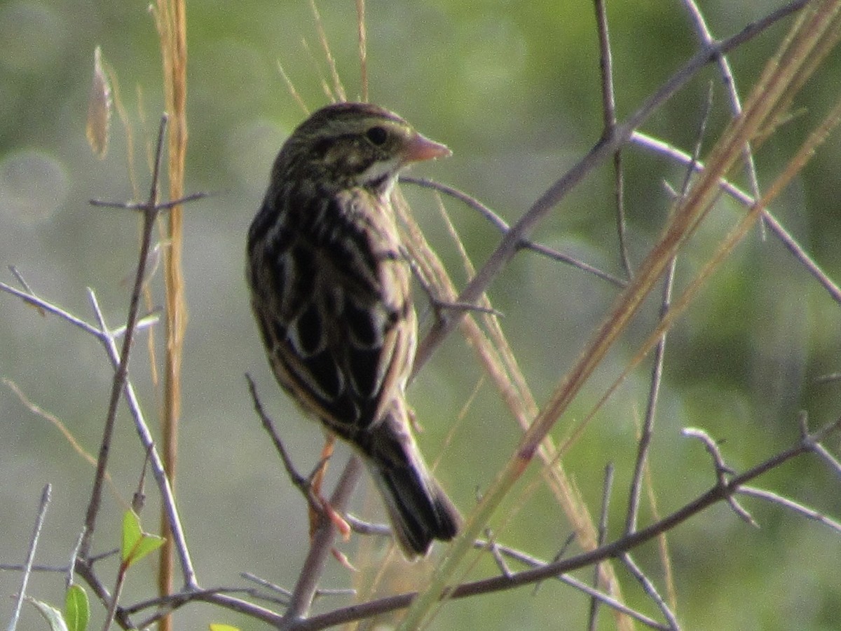 Savannah Sparrow - ML646596278