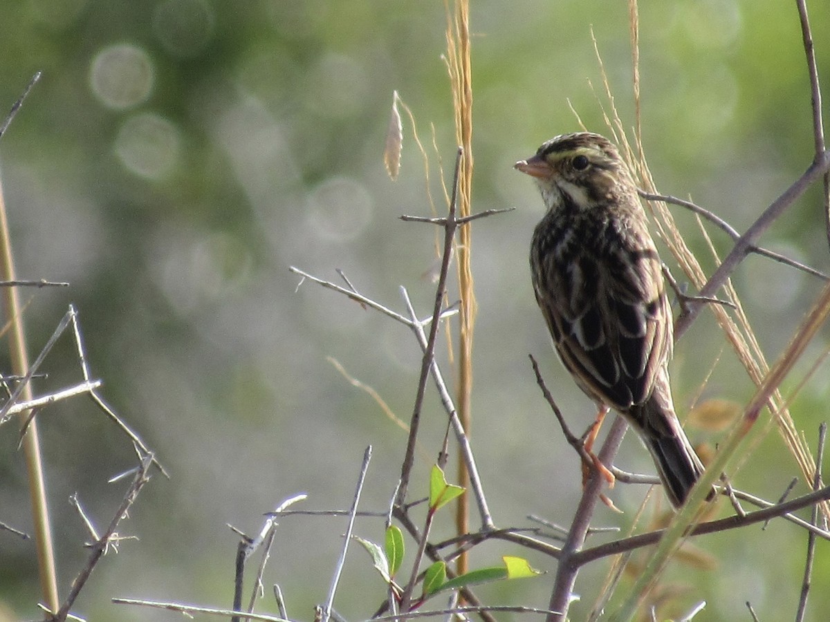 Savannah Sparrow - ML646596279