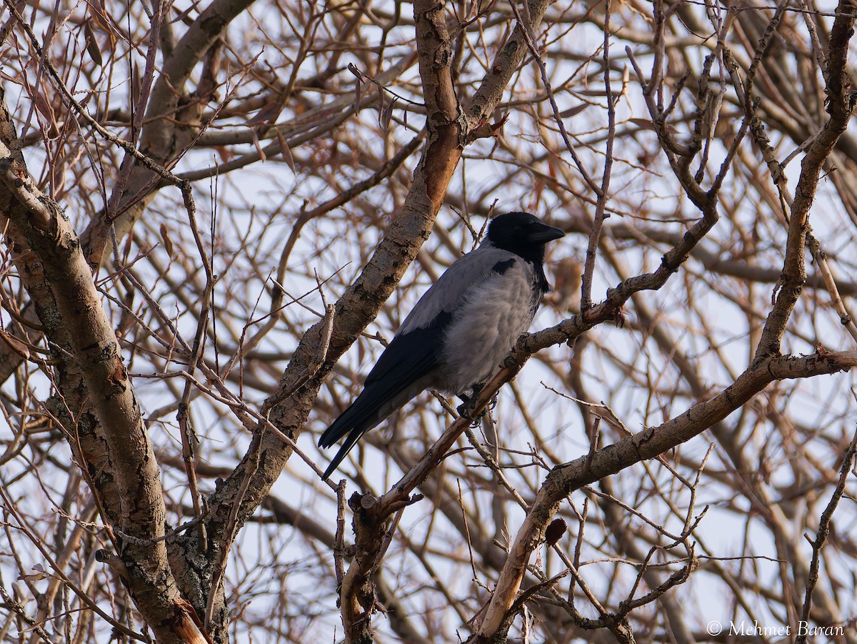 עורב אפור - ML646596280