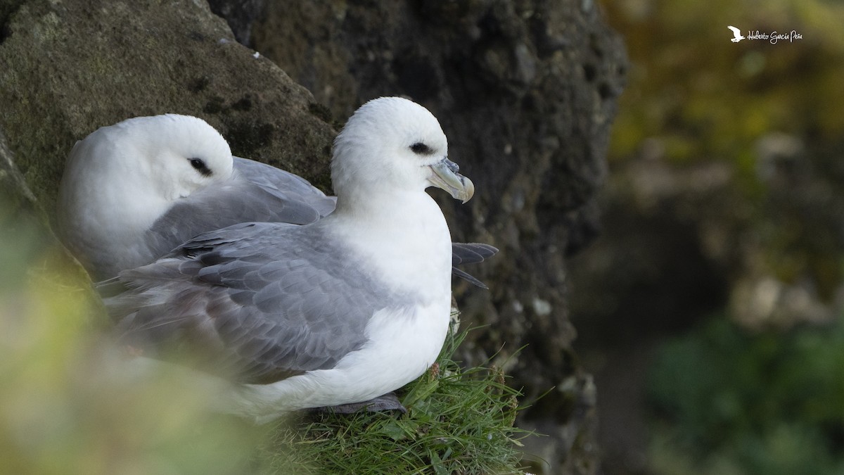 Northern Fulmar - ML646596282