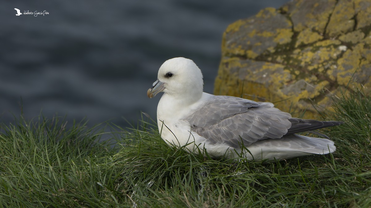 Northern Fulmar - ML646596283
