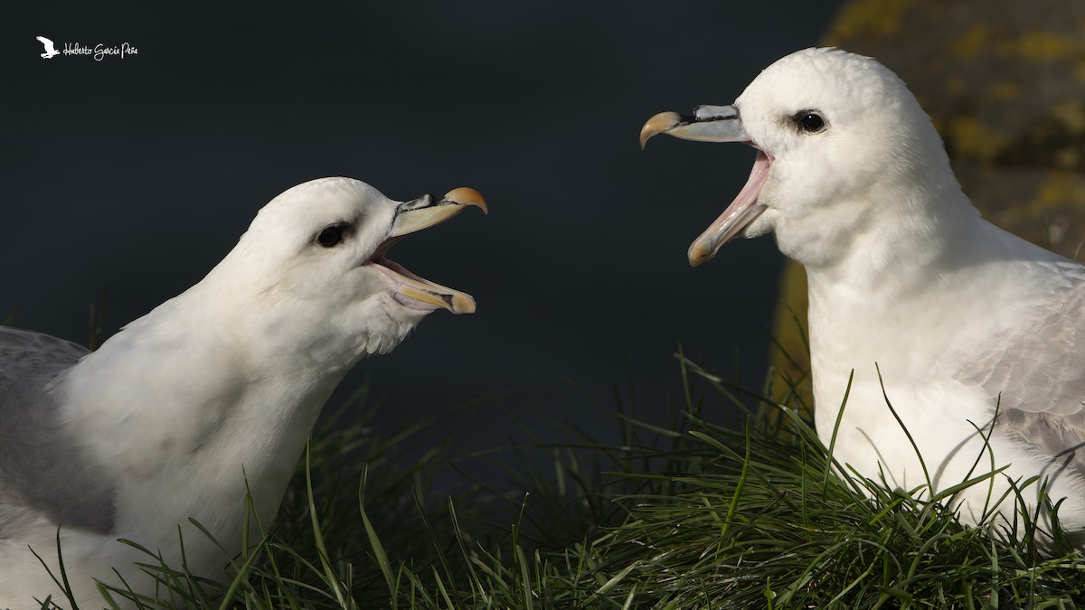 Northern Fulmar - ML646596284