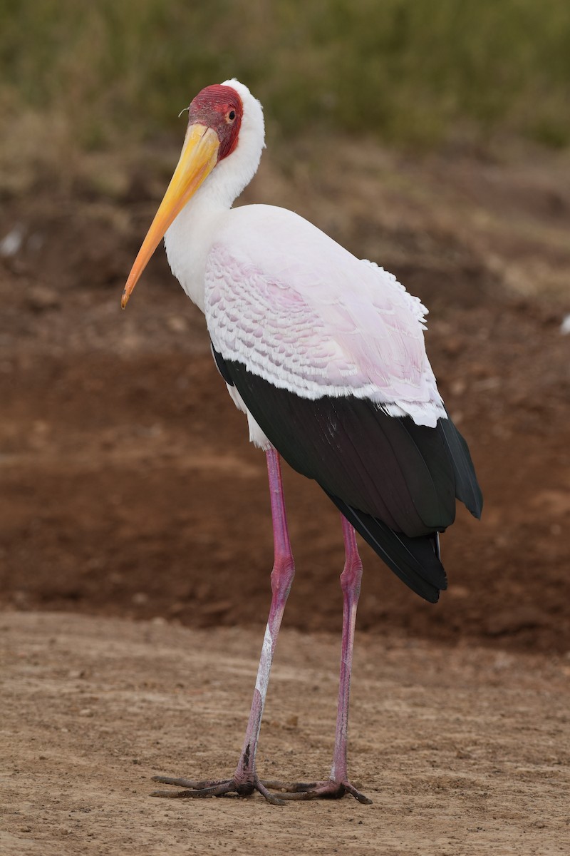 Yellow-billed Stork - ML646596285