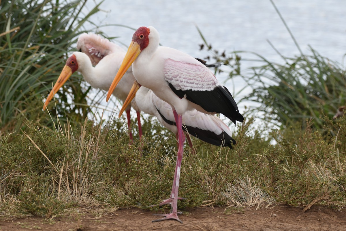 Yellow-billed Stork - ML646596286