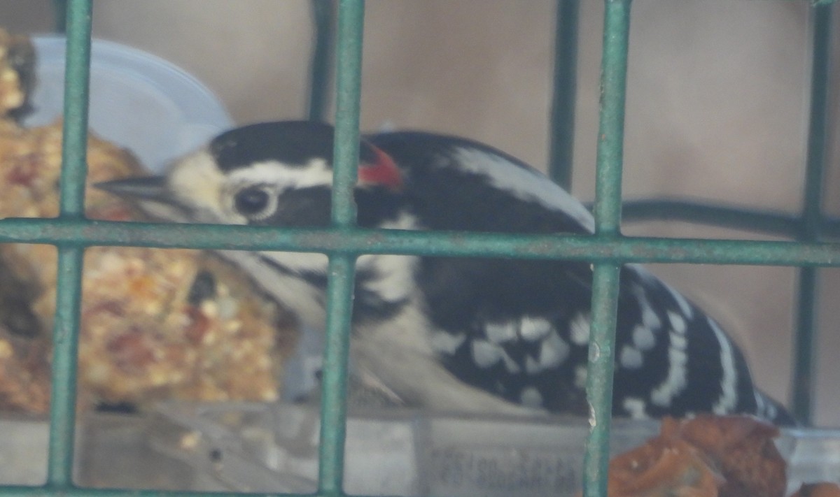 Пушистый дятел - ML646596289