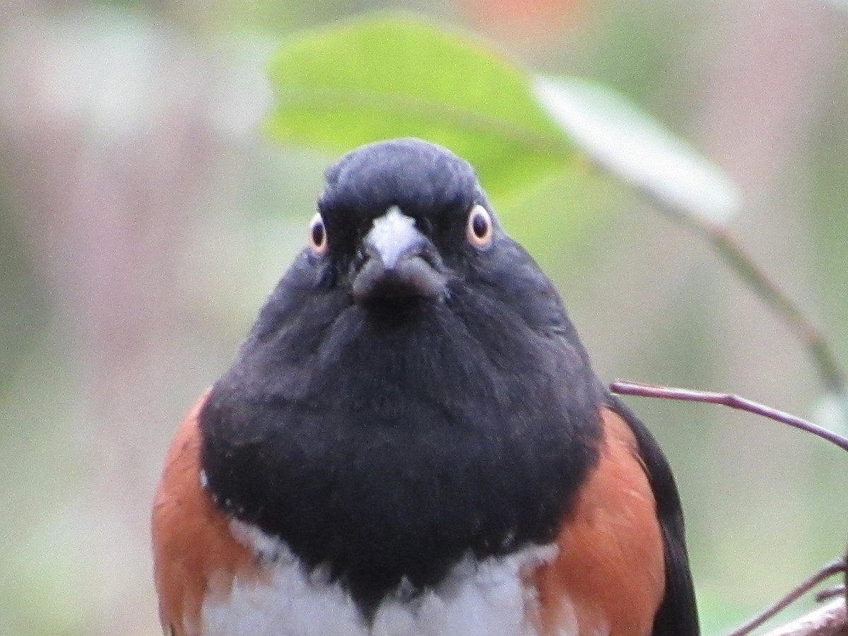 Eastern Towhee - ML646596290