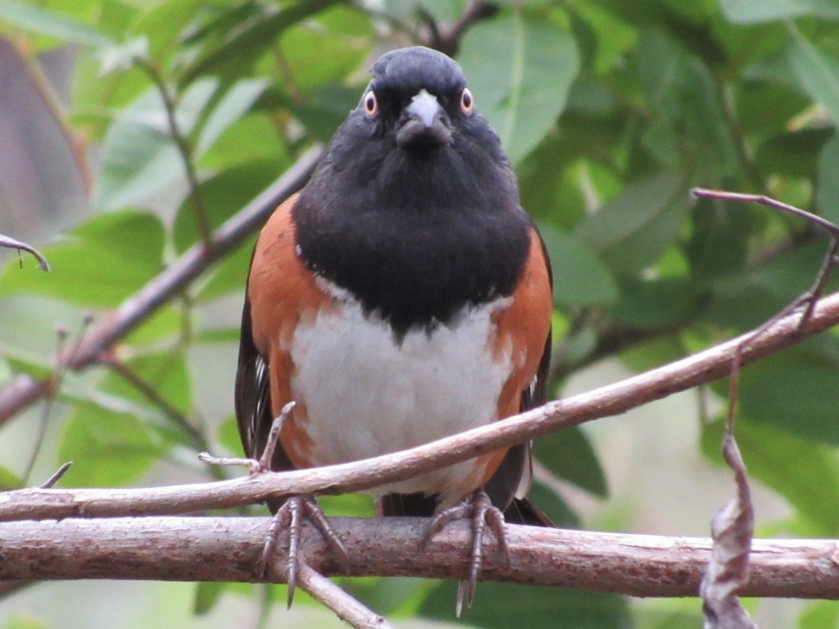 Eastern Towhee - ML646596291