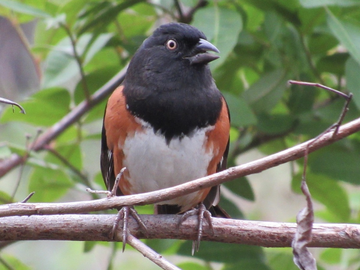 Eastern Towhee - ML646596292