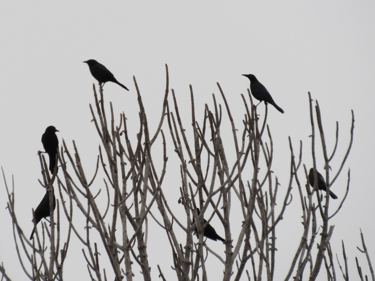 Common Grackle - ML646596293