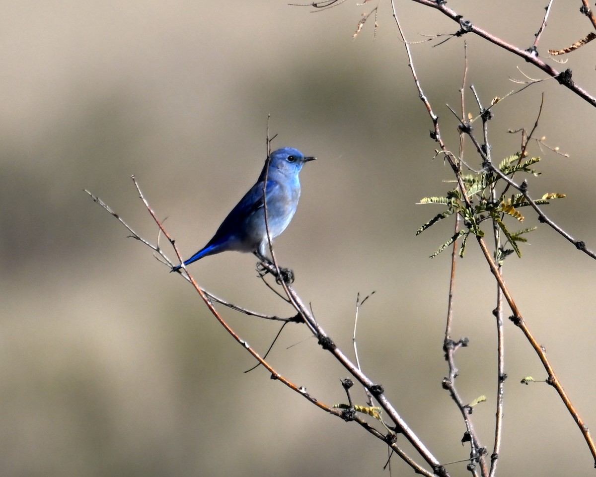 Mountain Bluebird - ML646596294