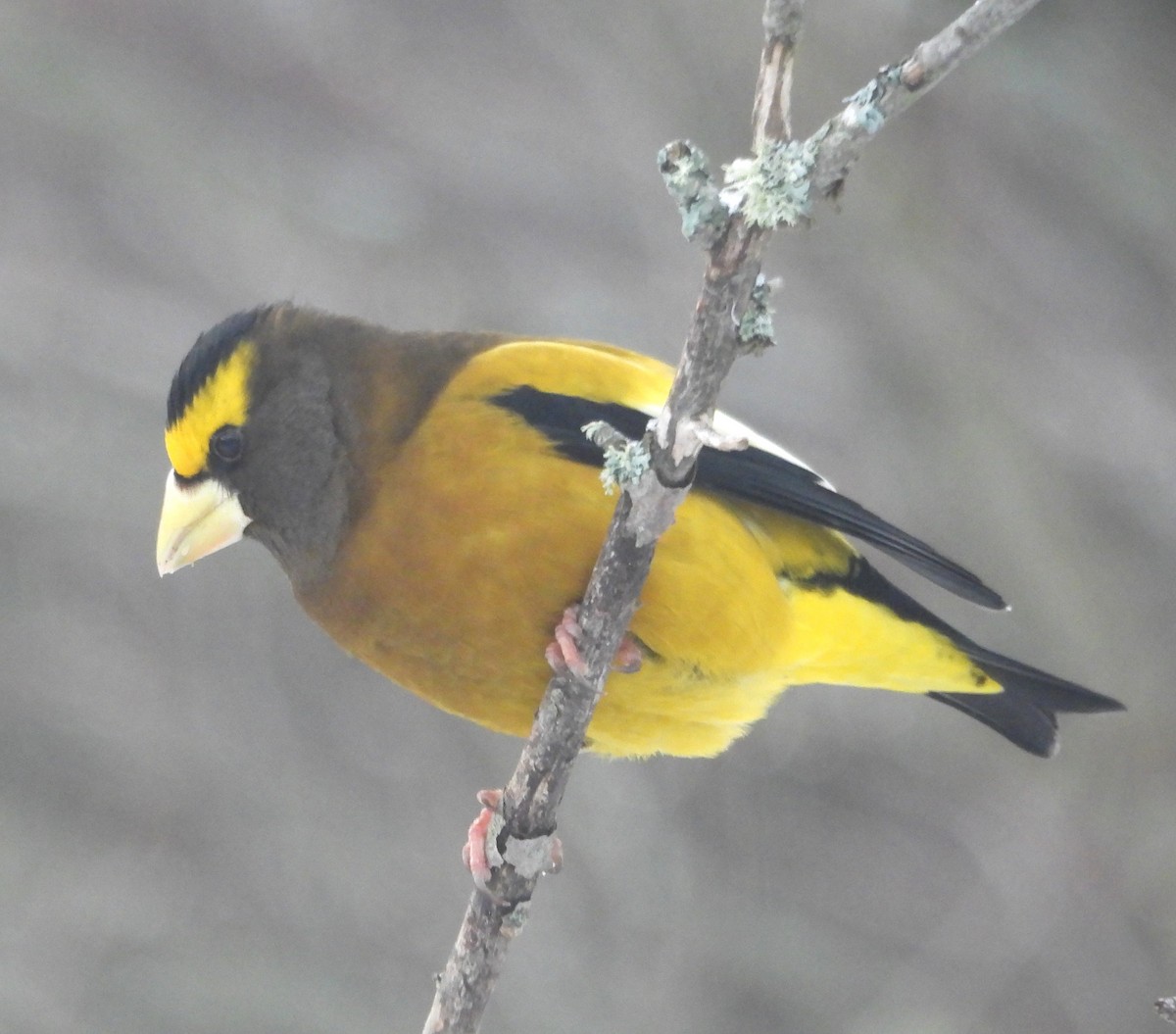 Вечерний дубонос - ML646596297