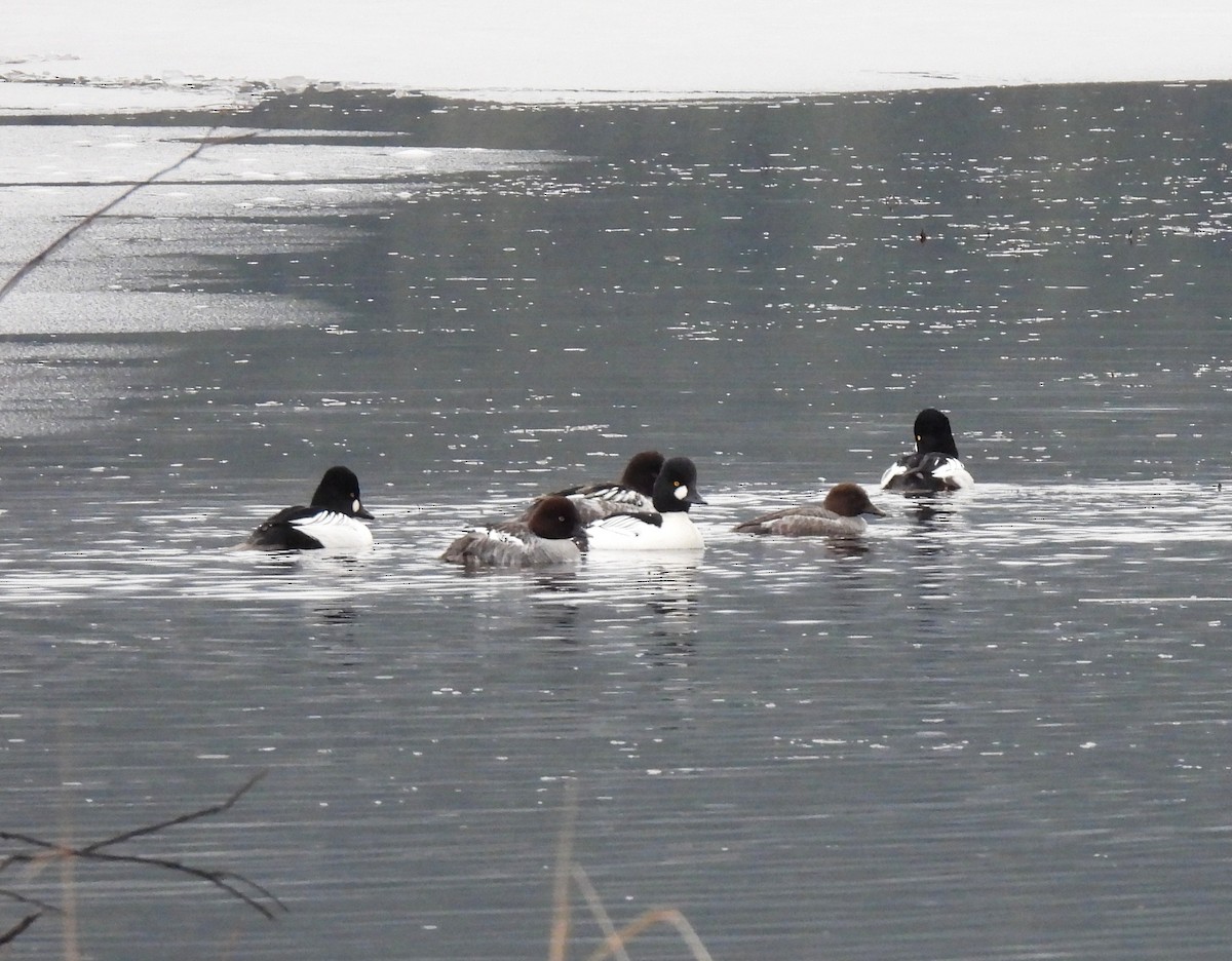 Murgilari urrebegia - ML646596300