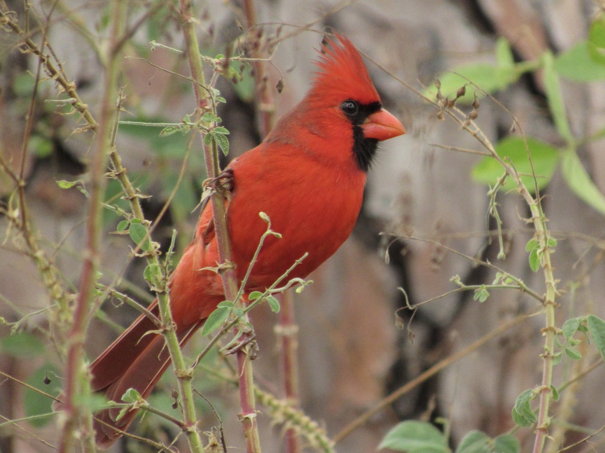 Kardinal arrunta - ML646596301