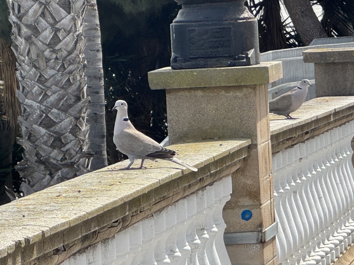 Eurasian Collared-Dove - ML646596302