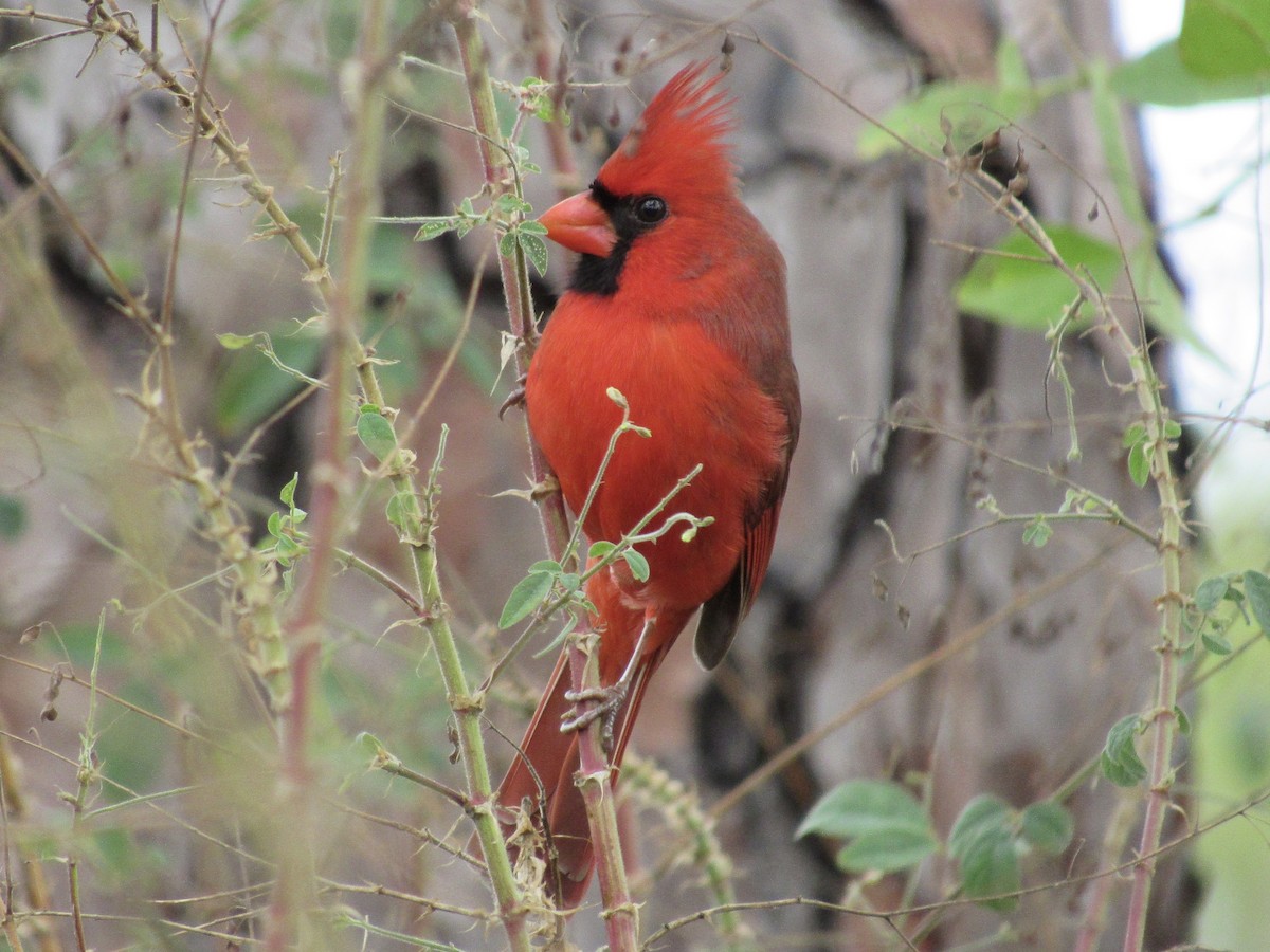 Kardinal arrunta - ML646596303