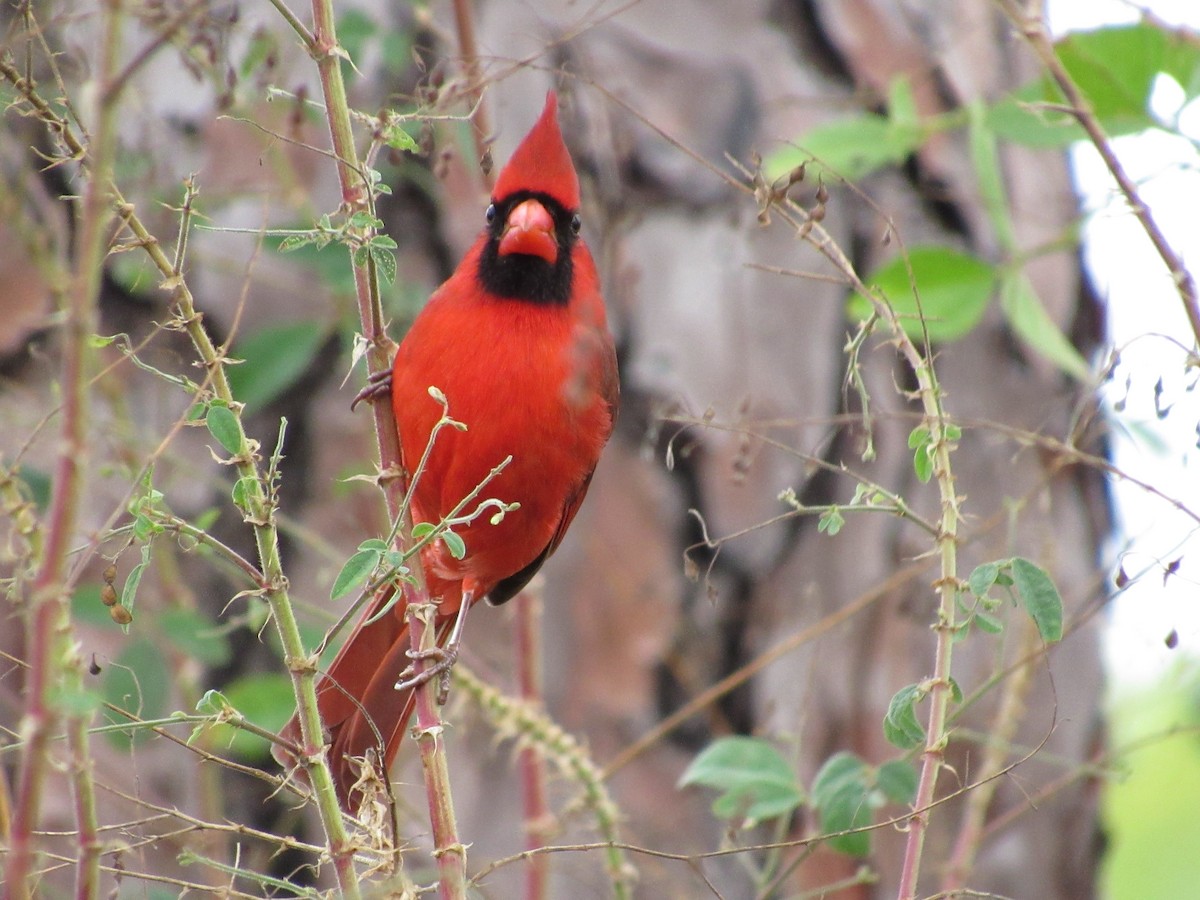 Kardinal arrunta - ML646596304