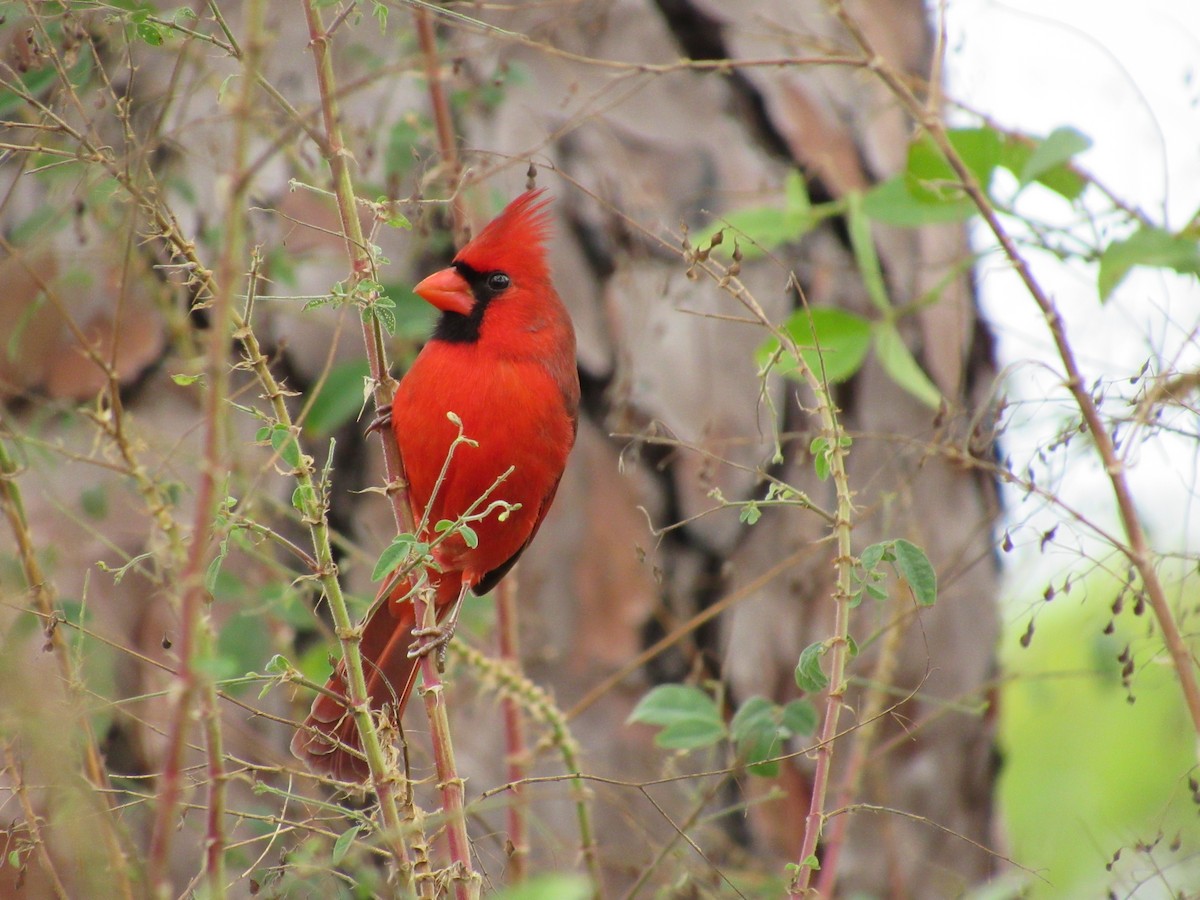 Kardinal arrunta - ML646596305