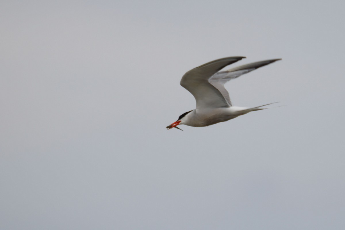 Common Tern - ML646596307