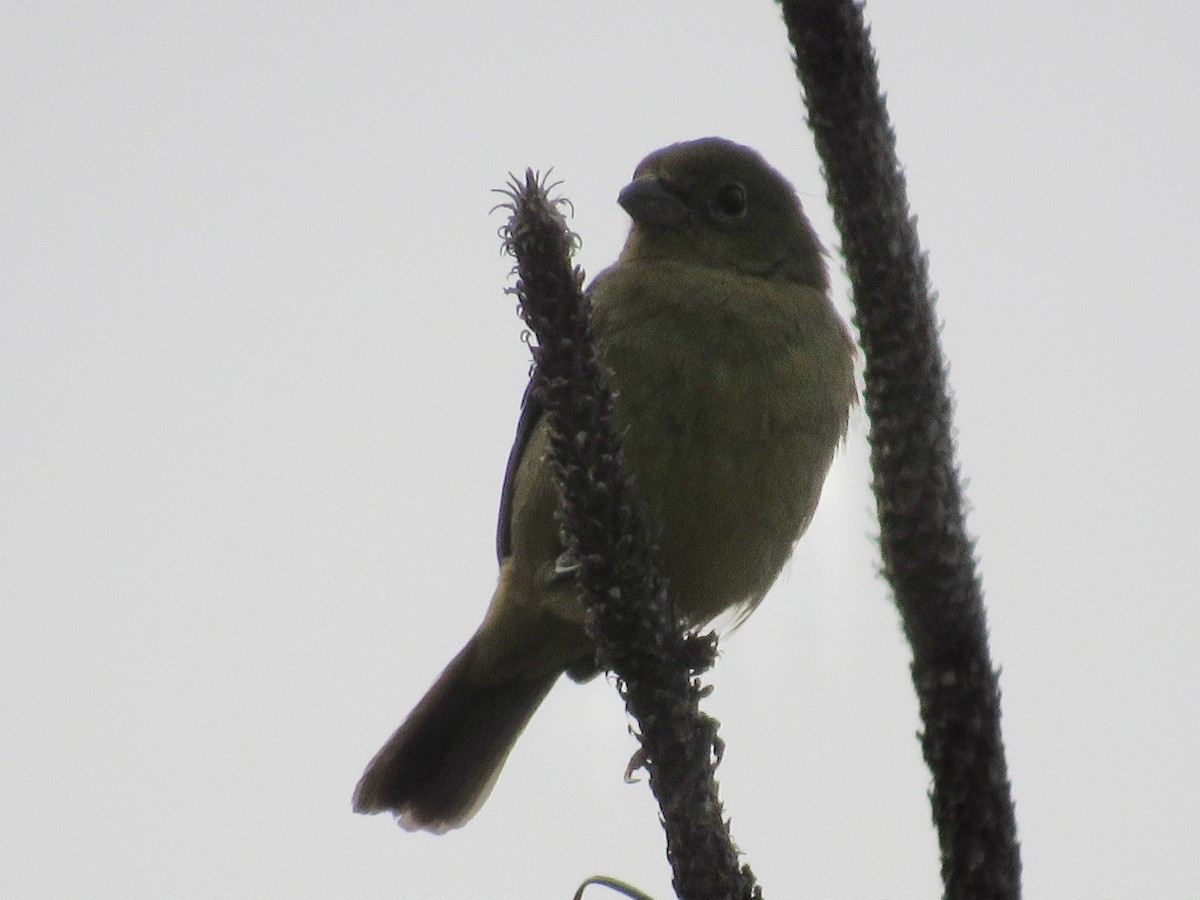 Painted Bunting - ML646596311