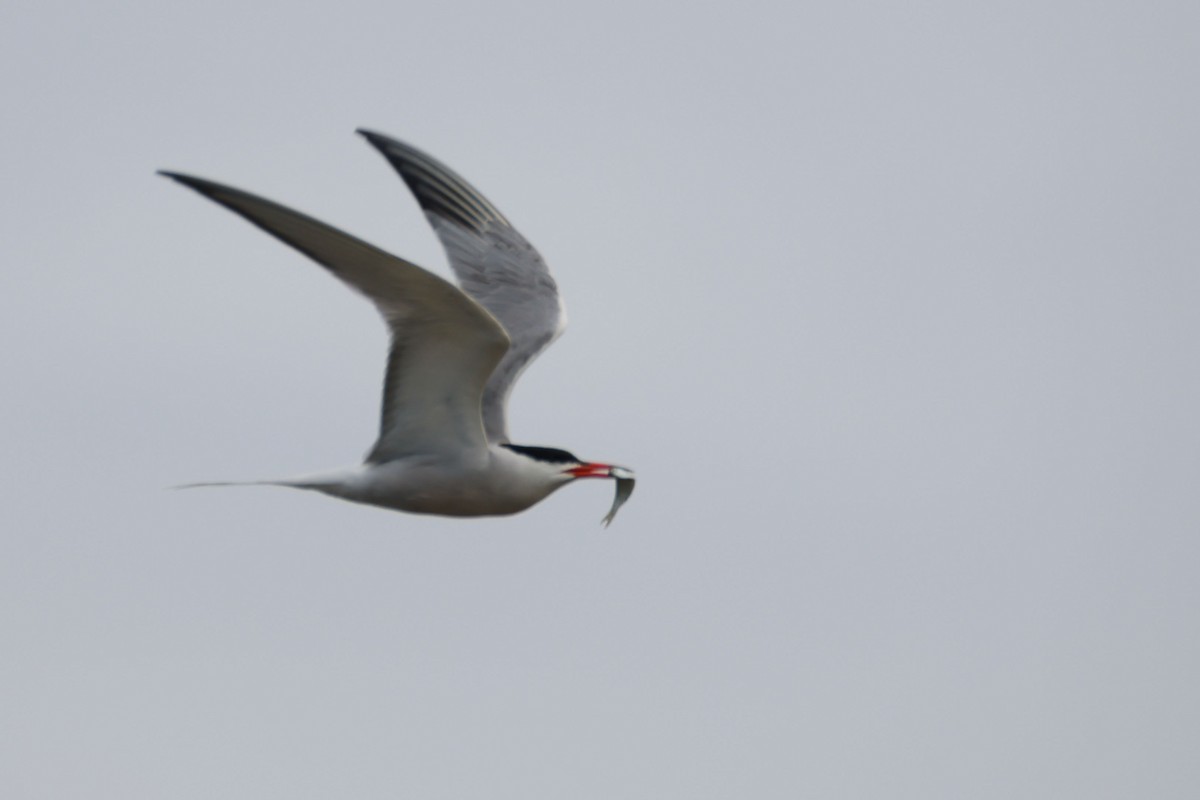 Common Tern - ML646596312