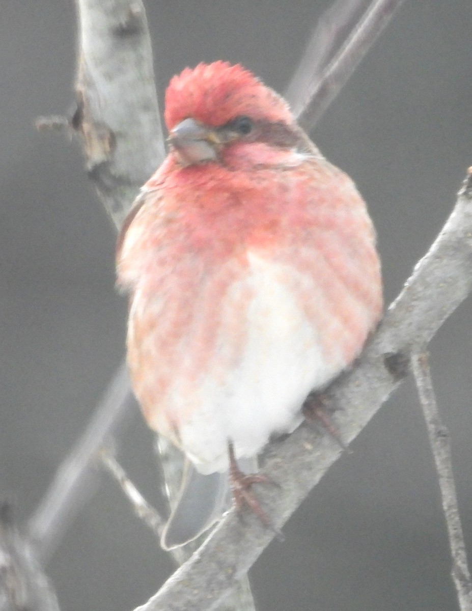 Пурпурная чечевица - ML646596313