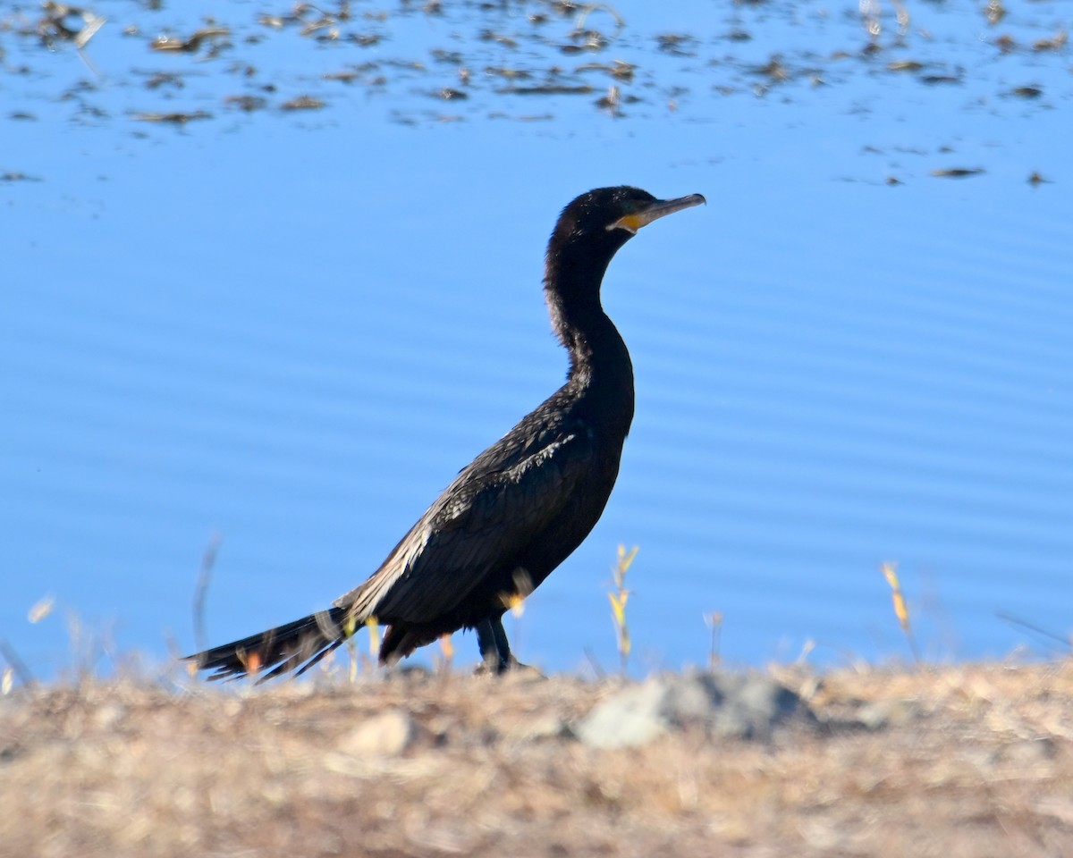 Neotropic Cormorant - ML646596314