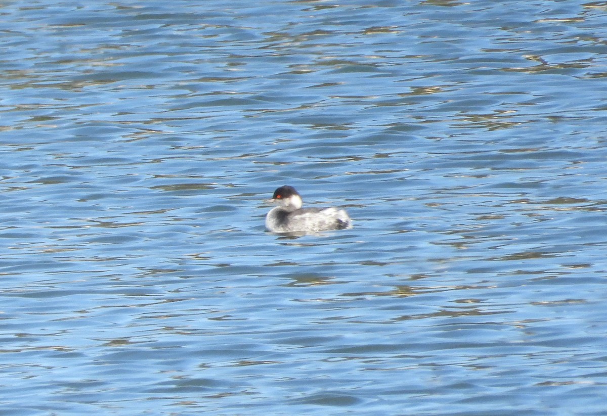 Grèbe à cou noir - ML646596315