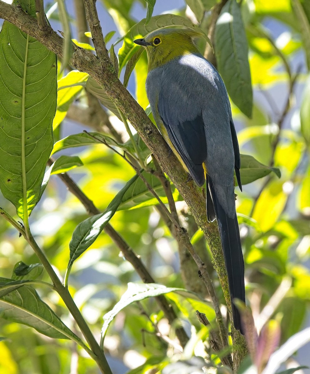 Long-tailed Silky-flycatcher - ML646596316