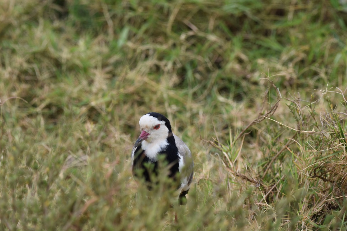 Long-toed Lapwing - ML646596319
