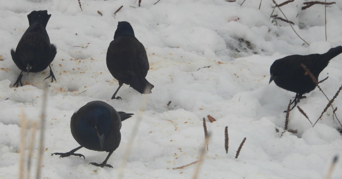 Красноплечий трупиал - ML646596323