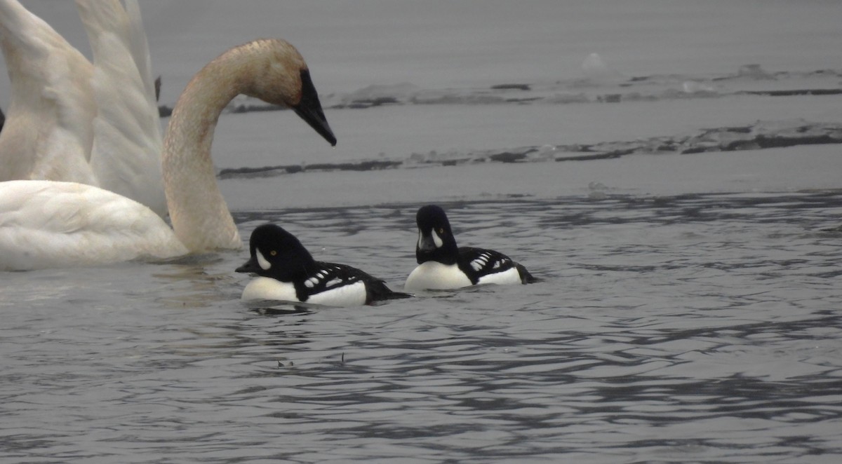 Murgilari islandiarra - ML646596325