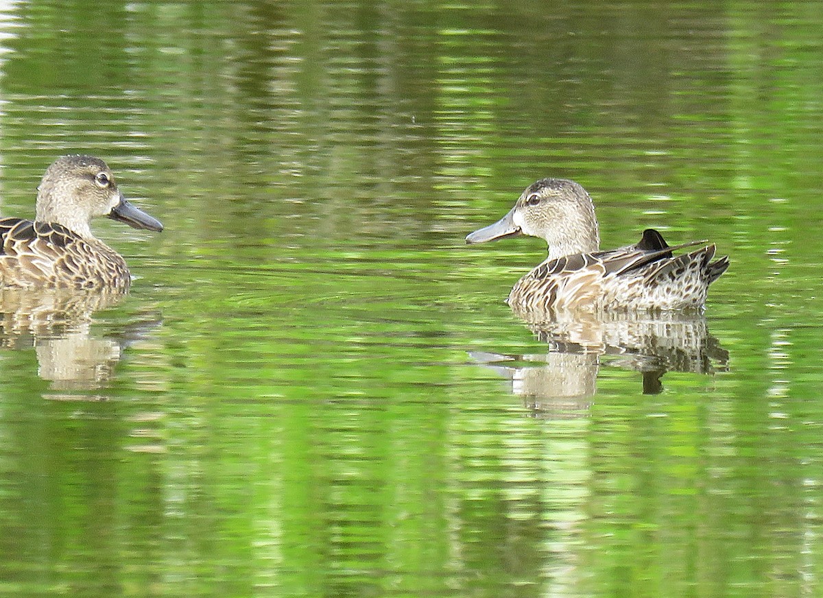 Синекрылый чирок - ML646596328