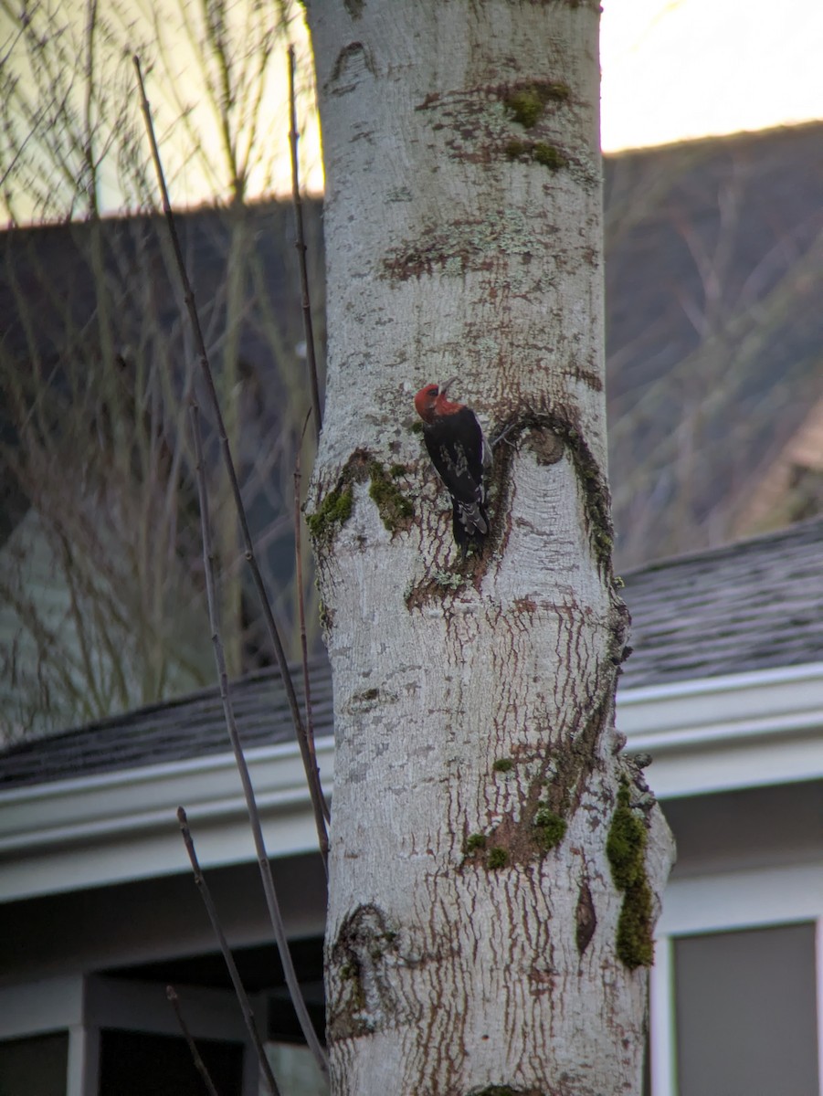 Red-breasted Sapsucker - ML646596331