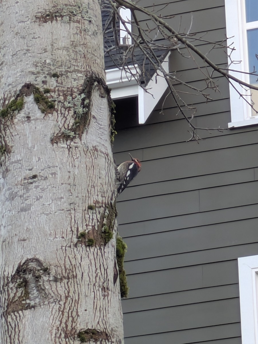 Red-breasted Sapsucker - ML646596332