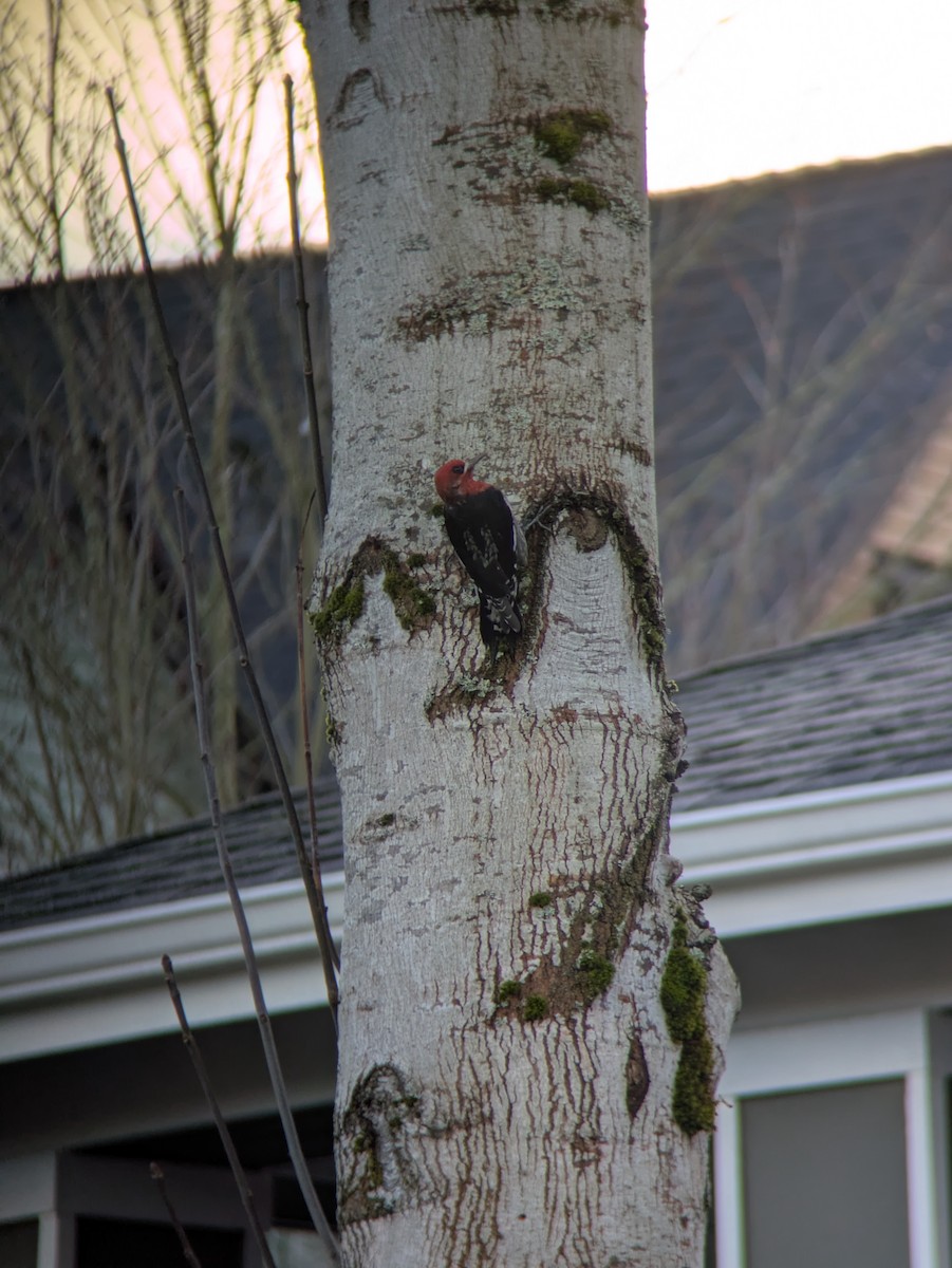Red-breasted Sapsucker - ML646596333