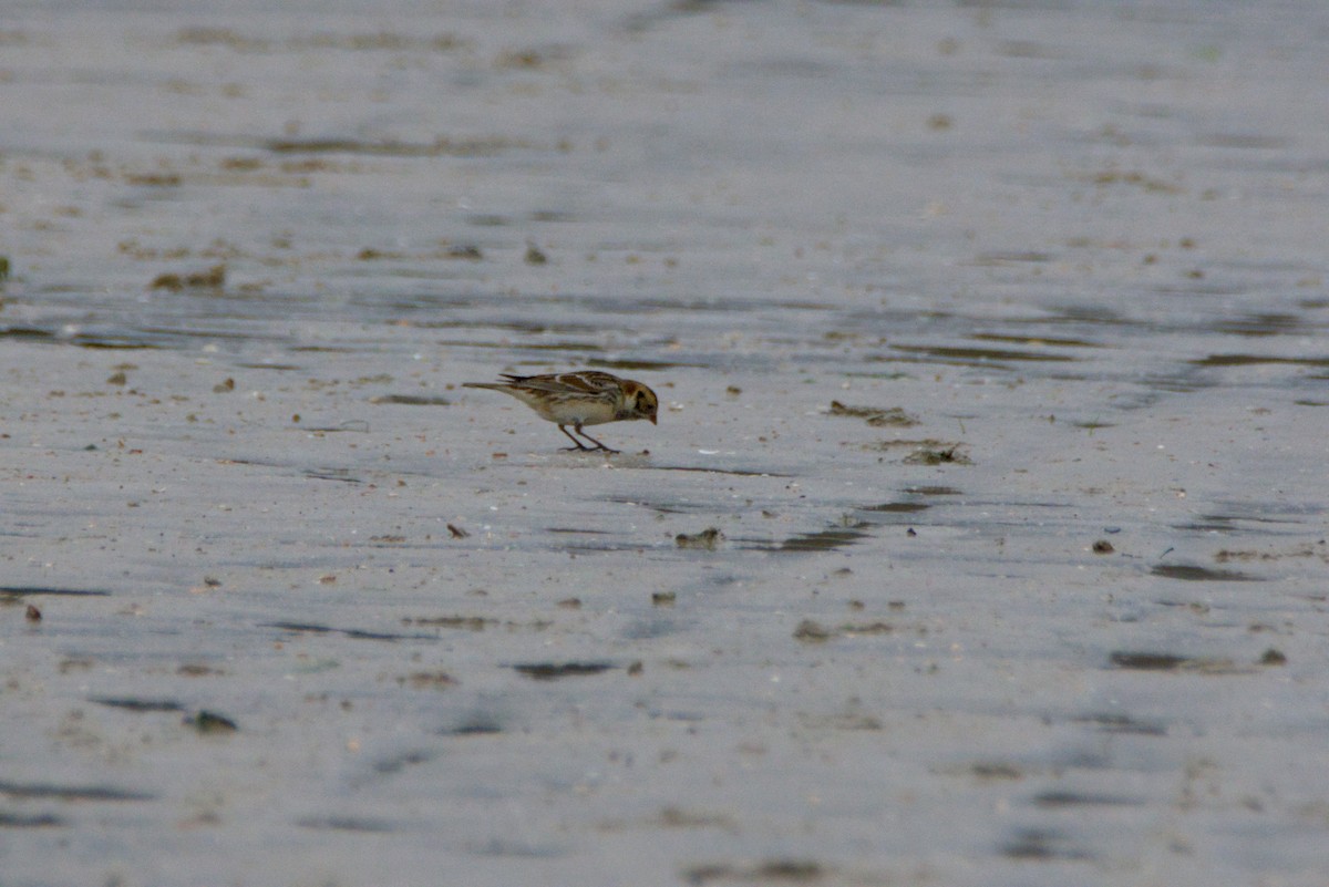 ostružka severní - ML646596334