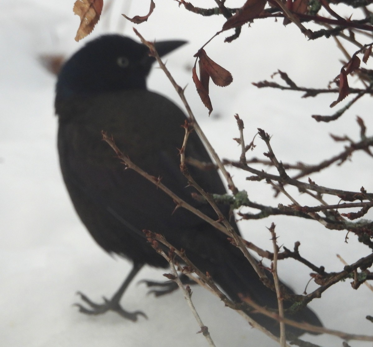 Пурпурный гракл - ML646596351