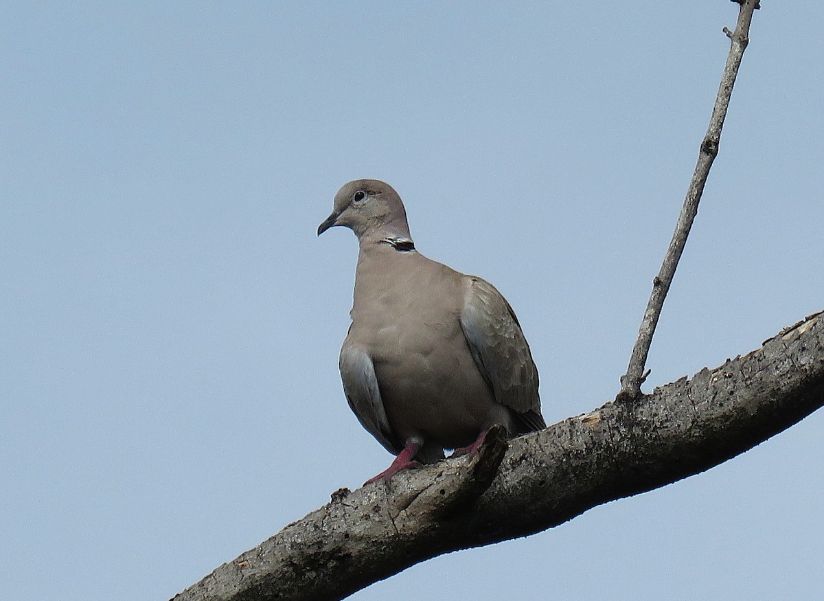 Eurasian Collared-Dove - ML646596353