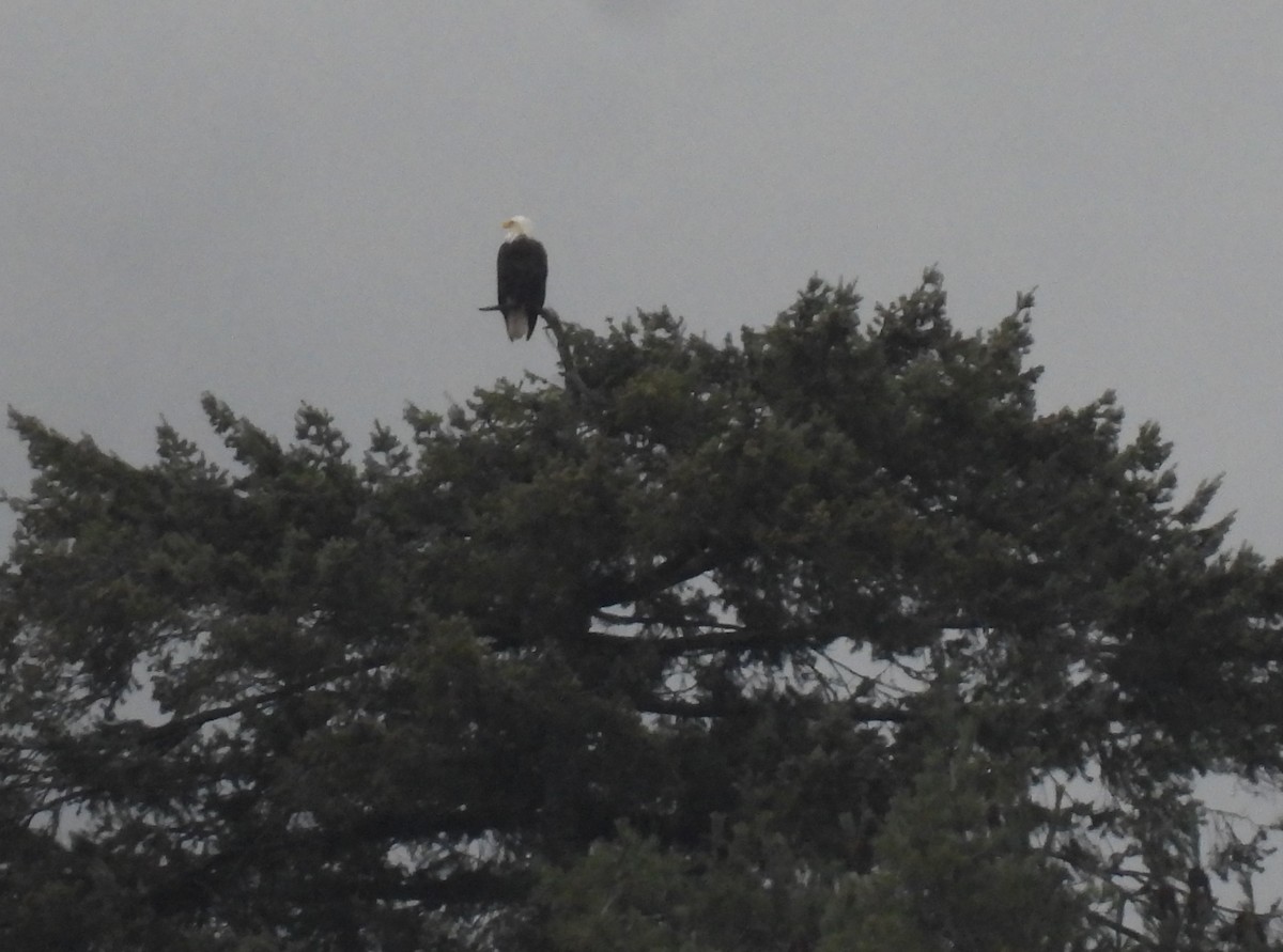 Pygargue à tête blanche - ML646596354