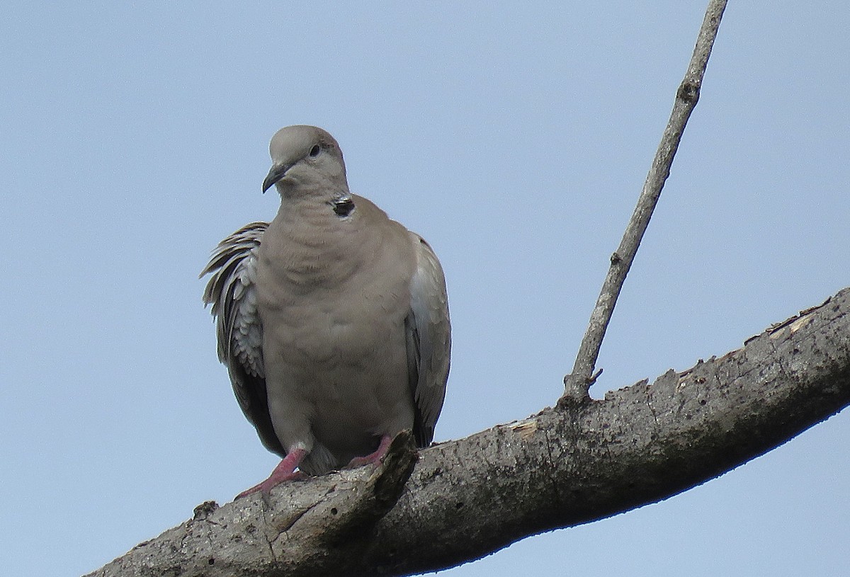 Eurasian Collared-Dove - ML646596355