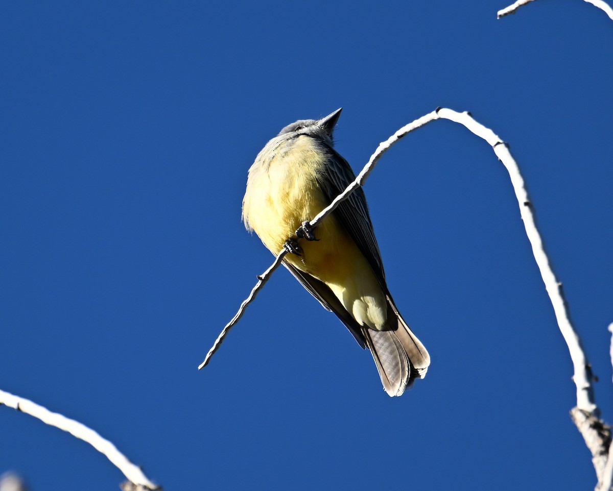 Cassin's Kingbird - ML646596357