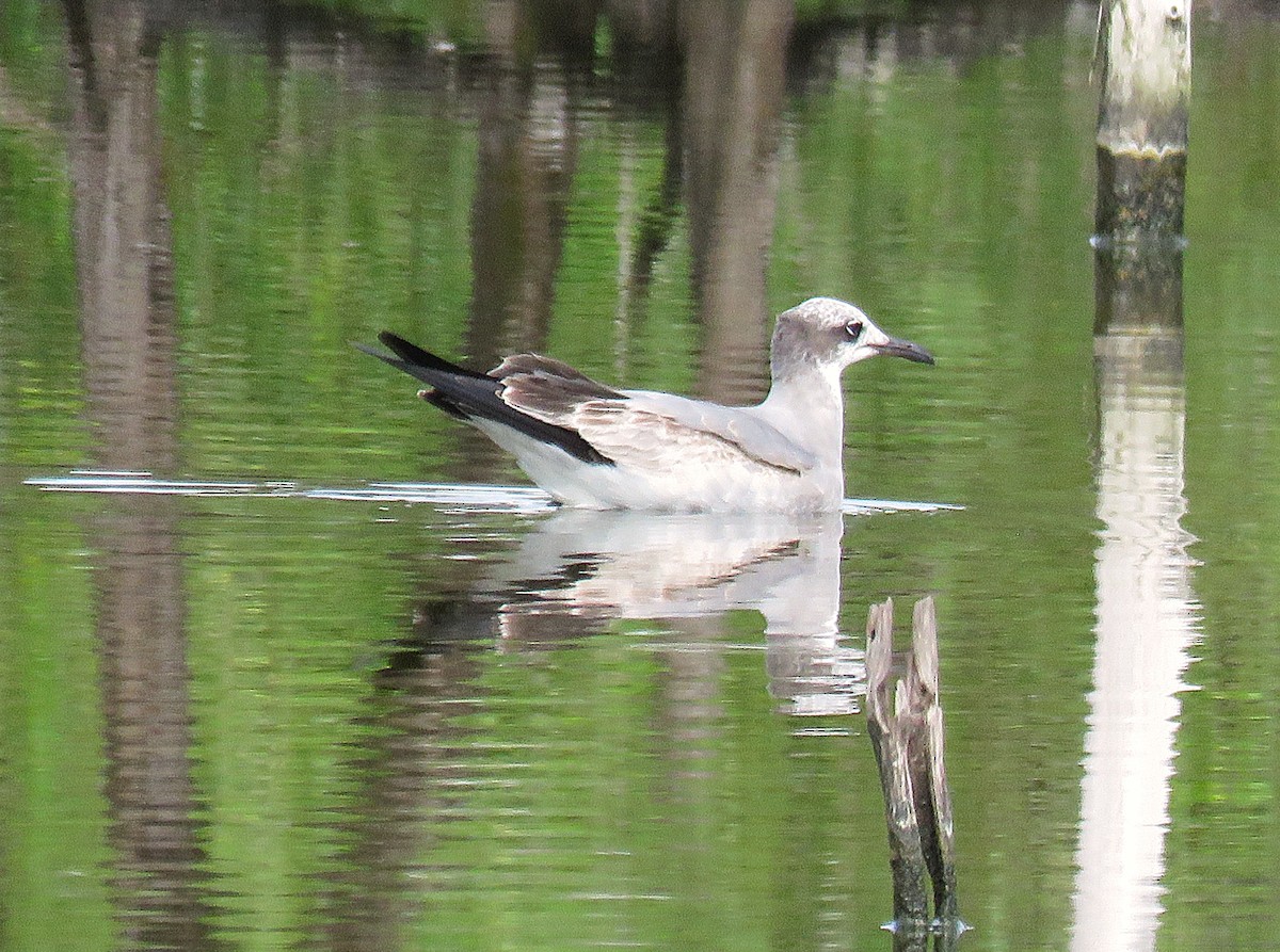 Ацтекская чайка - ML646596360
