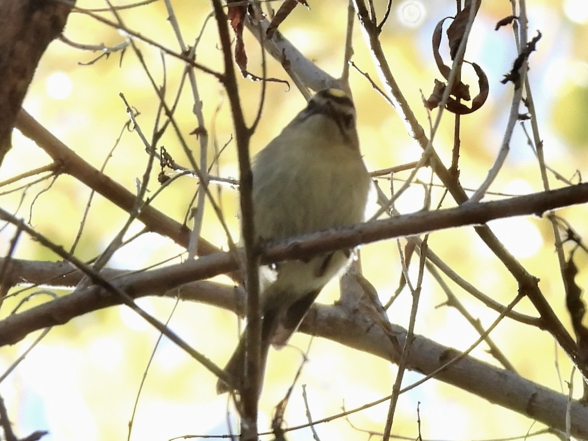 アメリカキクイタダキ - ML646596361