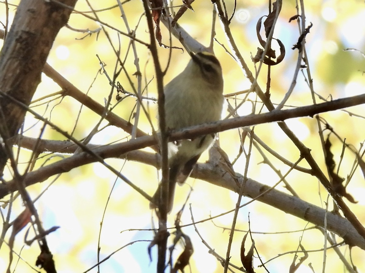 アメリカキクイタダキ - ML646596362